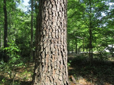 世界上最高最粗的松树，已有上千年（树身极粗）