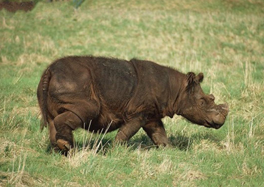 世界上最小的犀牛，体重只有1100千克左右