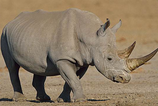 世界上最大的犀牛，重达3600千克