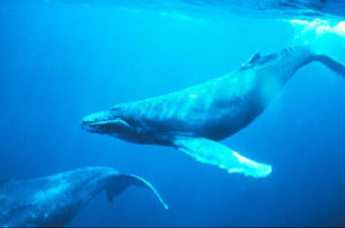 世界上最恐怖的鲸鱼，看着异常凶悍（凶猛无比）