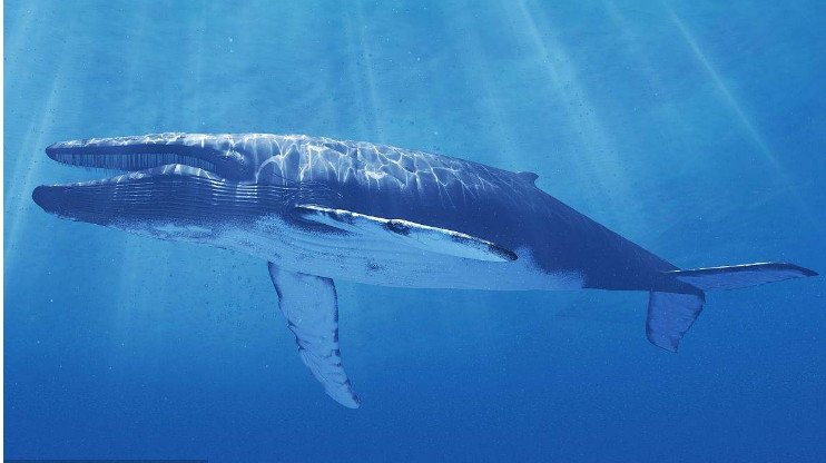 世界上最恐怖的鲸鱼，看着异常凶悍（凶猛无比）