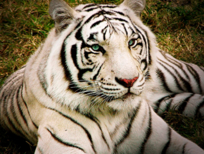 世界上最稀有的动物，奇特的“白化病”老虎（白虎）