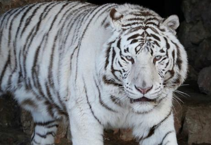 世界上最稀有的动物，奇特的“白化病”老虎（白虎）