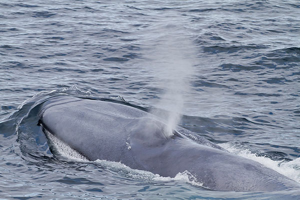 世界上最恐怖的鲸鱼，海洋中的残酷霸主（最为凶猛）