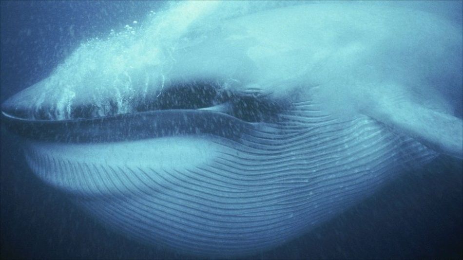 世界上最恐怖的鲸鱼，海洋中的残酷霸主（最为凶猛）