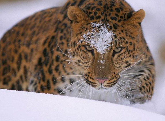 世界上最大的豹子，攻击力不输东北虎，野生总数不足100只