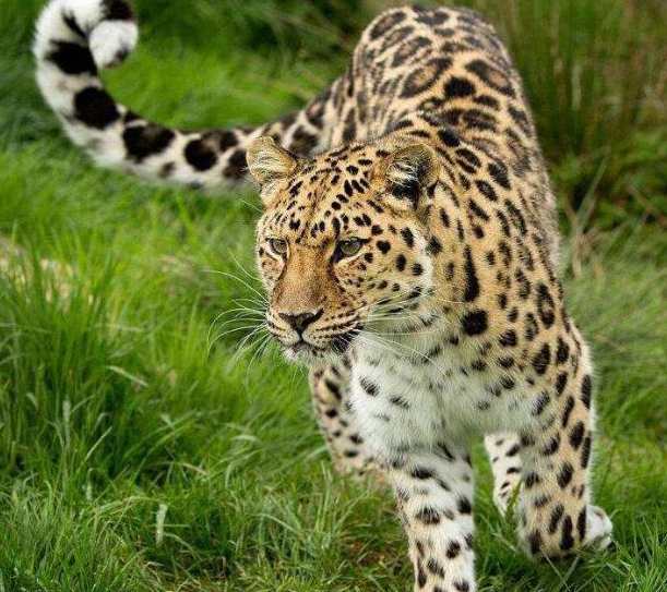 世界上最大的豹子，攻击力不输东北虎，野生总数不足100只