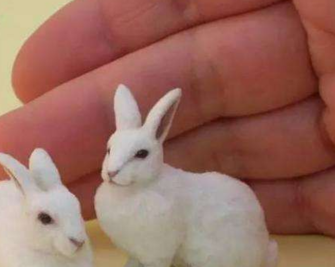 世界上最小的兔子，捧在掌心里（憨萌可爱）
