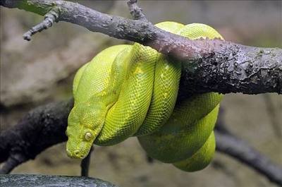 世界上最漂亮的蛇，好看但也致命（色彩斑斓）