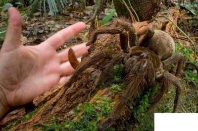 世界上最大的蜘蛛，比成年人拳头还大（凶残捕食）