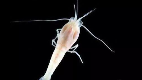 世界上最耐热的虾，生活在450度高温的火山口附近的深海中