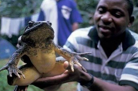 世界上最大的水蛙，非洲巨蛙最重达3公斤