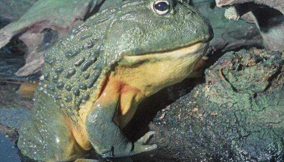 世界上最大的水蛙，非洲巨蛙最重达3公斤