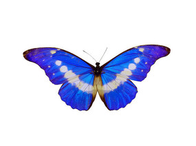世界上最漂亮的蝴蝶，外观非常美丽（绚丽多彩）