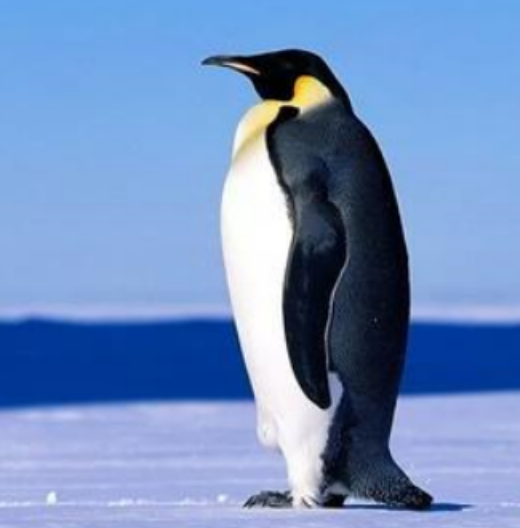 世界上最大的企鹅，重情重义的暖心动物（帝企鹅）