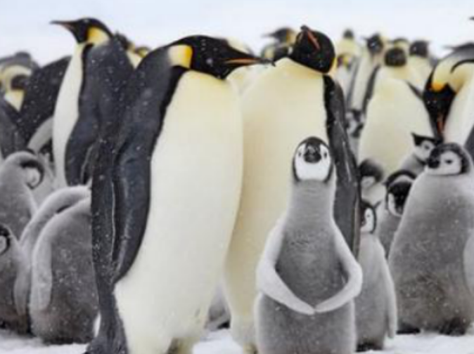 世界上最大的企鹅，重情重义的暖心动物（帝企鹅）