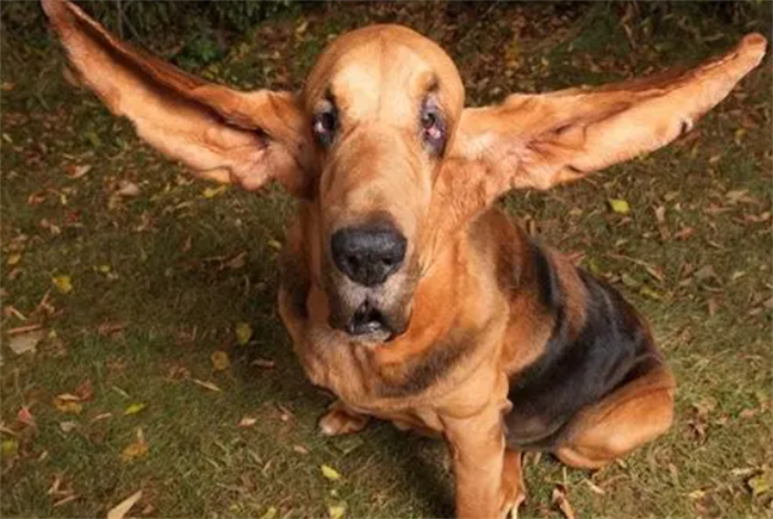 世界上耳朵最长的狗狗 哈伯狗狗 (右耳厂34厘米)