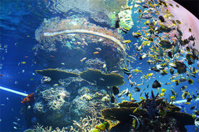 世界第一大的水族馆 乔治亚水族馆(有3000多种鱼类)