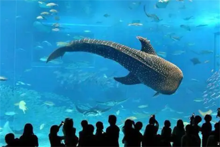 世界第一大的水族馆 乔治亚水族馆(有3000多种鱼类)