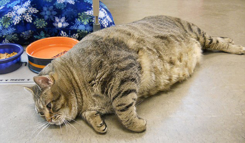 世界上最胖的猫，一直减肥还是很重（体型体重）
