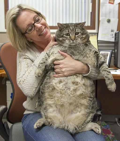 世界上最胖的猫，一直减肥还是很重（体型体重）