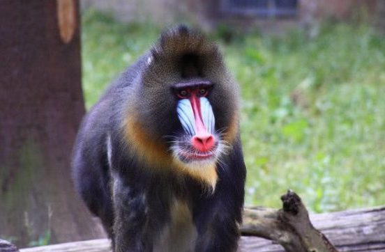 世界上最凶的猴子，脸上有着画有彩色各异的图案
