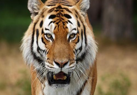 世界上最厉害的老虎，野生东北虎实至名归