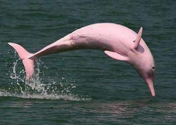 世界上最罕见的海豚：粉红瓶鼻海豚，通体粉色