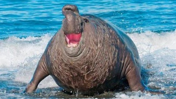 世界上最大的海豹，比世界上最大的熊的2倍还多