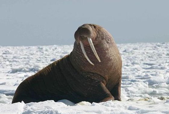 世界上最大的海豹图片