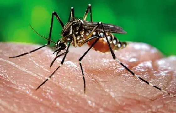世界上最毒的蚊子：花斑蚊，拥有很强的生命力