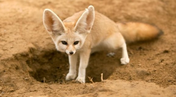 世界上最大耳朵的狐狸，耳朵最长达14厘米