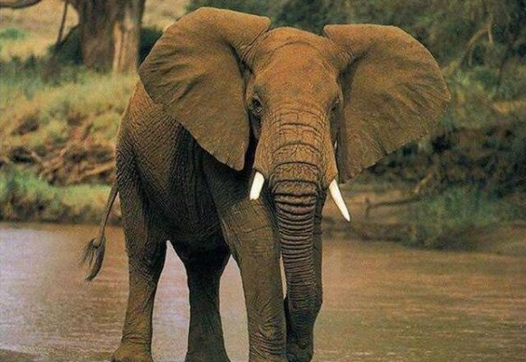 世界上什么动物耳朵最大，非洲象耳朵最长可以达到2米