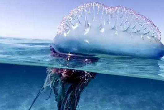 地球上毒性最强的水母：僧帽水母，细小触手能够达到9米之长