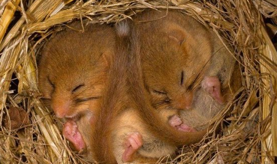 世界最能睡动物：睡鼠，五年的寿命中有四年都在睡觉