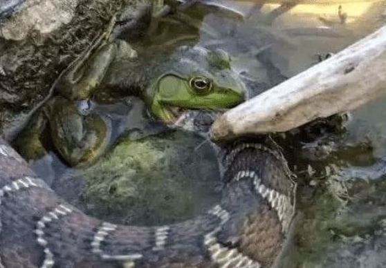 世界上最凶猛的青蛙，竟然将蛇当做了自己的菜单中的一种