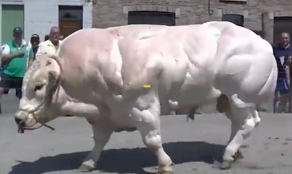 世界上最壮的牛，脂肪含量超级低（很好吃）