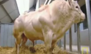 世界上最壮的牛，脂肪含量超级低（很好吃）