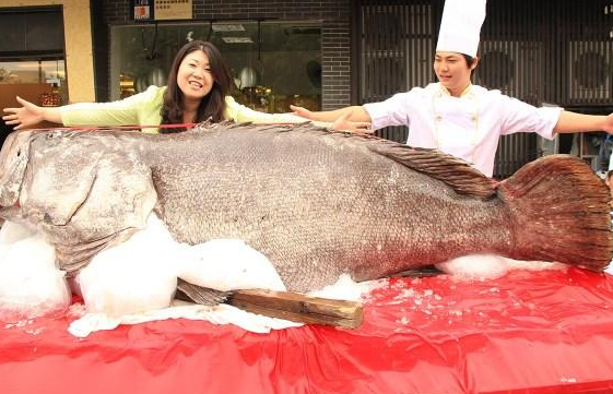 世界上最大的石斑鱼，其长度达到了2.65米，重达683斤