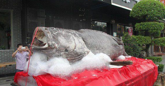 世界上最大的石斑鱼，其长度达到了2.65米，重达683斤