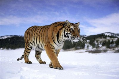 世界上最胖的老虎，俗称“搞笑胖虎”（印象深刻）