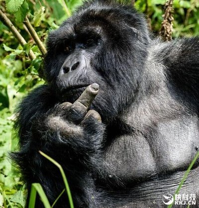 世界上最聪明的猩猩，孤独的一生（现已去世）
