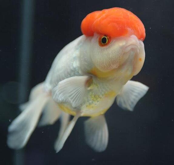 世界上最漂亮的金鱼，最美品种（年年有余）