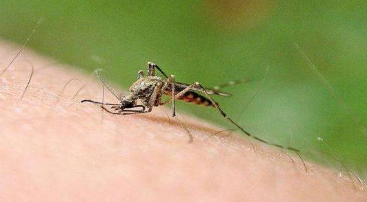 世界上唯一一个没有蚊子的国家，温度不适宜蚊子生长