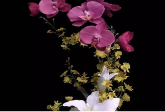 世界上五大最贵的花，第一名被称为无价之宝