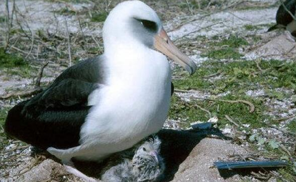 世界上最老的海鸟，年龄已有约68岁