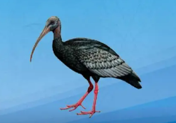 世界上最罕见的鸟，被列入IUCN极危动物榜单（面临灭绝）