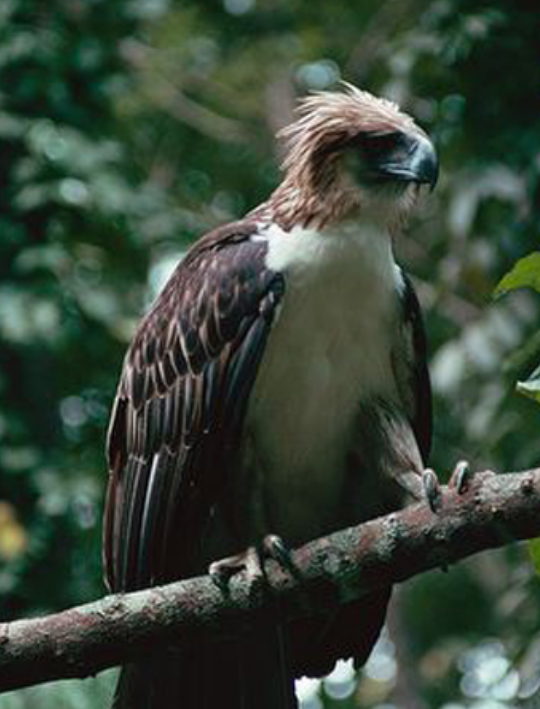 世界上最凶残的鸟，是菲律宾的国鸟（食猿雕）