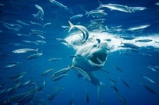 世界上最凶猛的鲨鱼，看它样子你都害怕（无比凶狠）