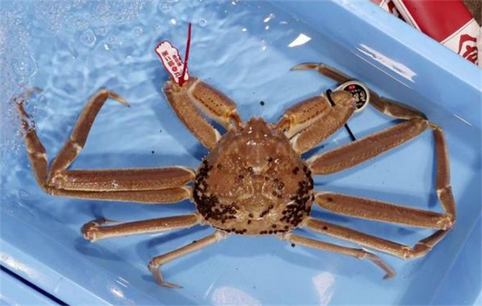 世界上最贵的螃蟹 拍出500万日元天价的五辉星(来自于日本)